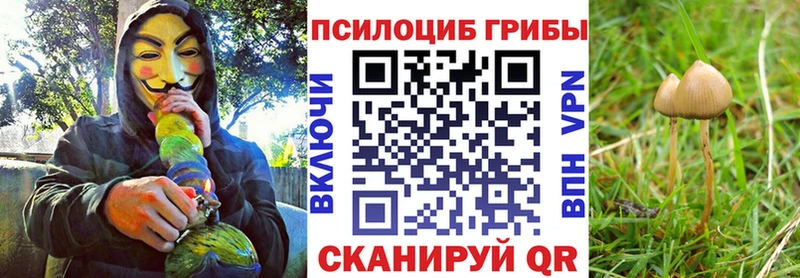 Галлюциногенные грибы Psilocybe Анапа